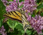 Bir Kanadalı kaplan swallowtail kelebek bir çiçek üzerinde birçok il ve bölge Kanada'da bulundu